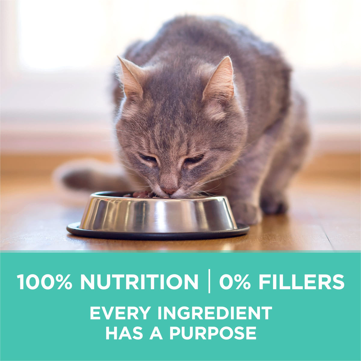 Sensitive Skin and Stomach Dry Cat Food 3.5 lb Bag G4376
