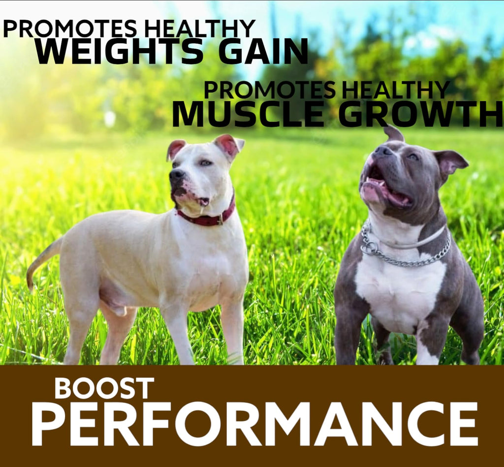 Chewable Tablets for Dogs H979