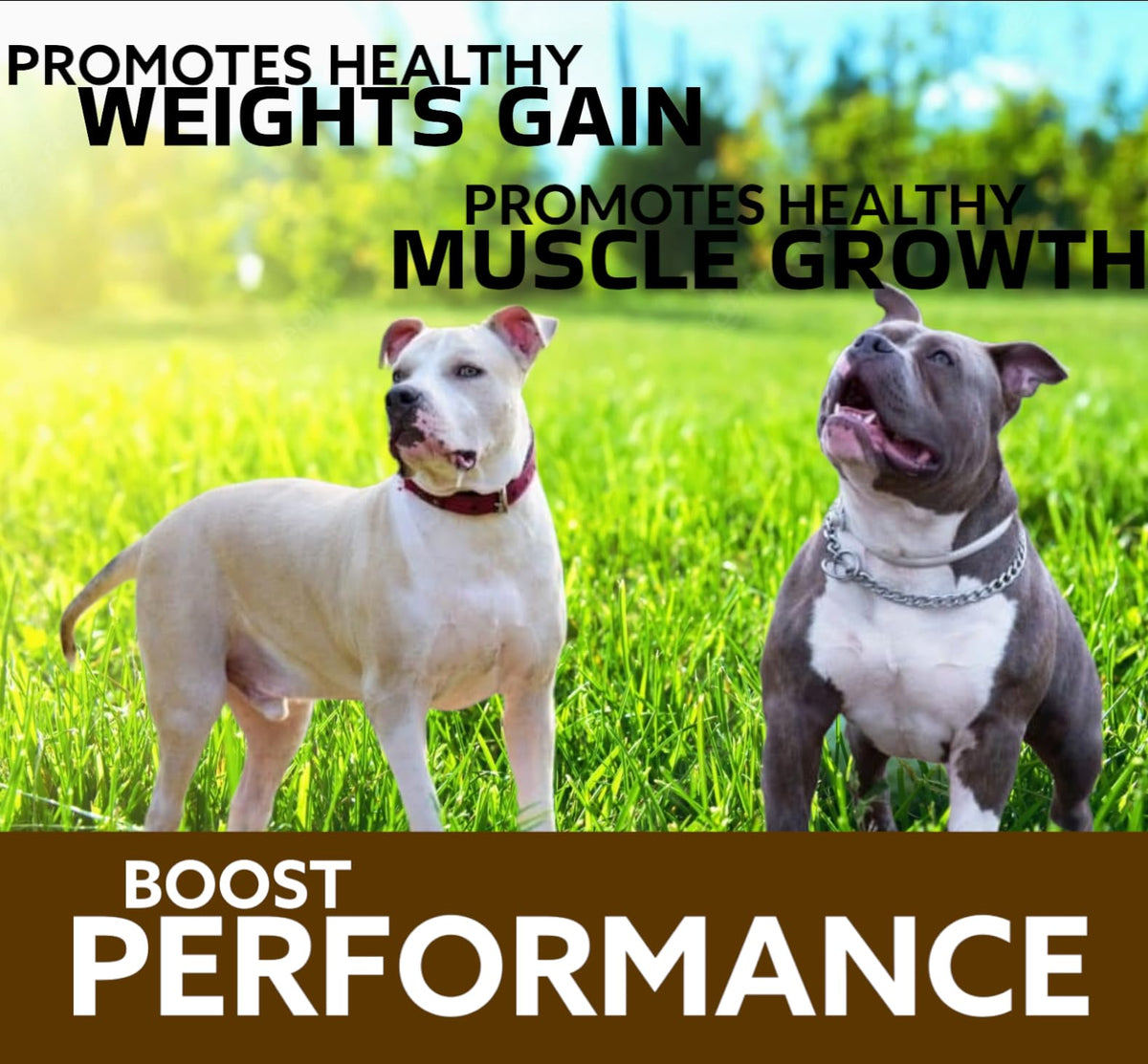 Chewable Tablets for Dogs H979
