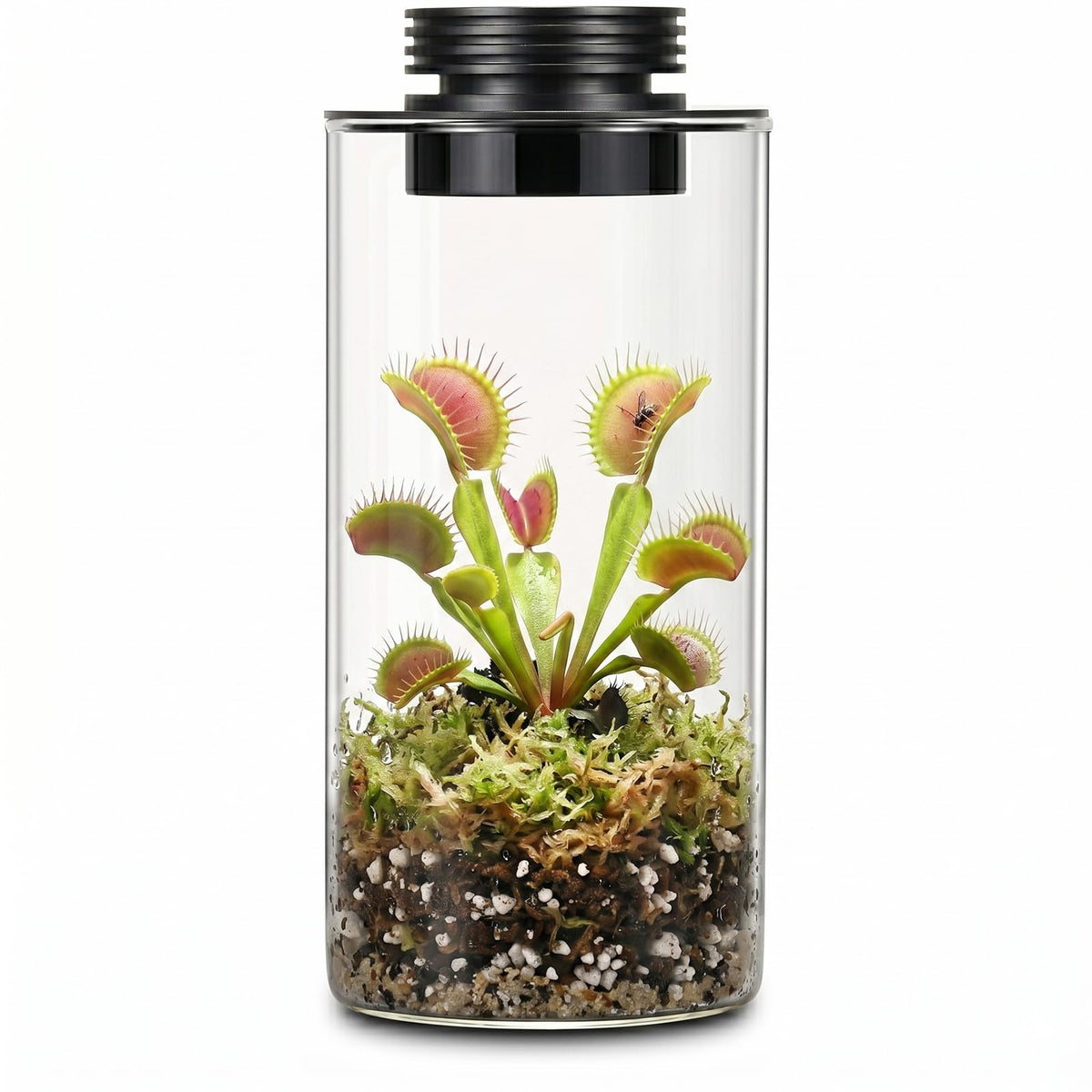 Glass Plant Terrarium with Grow Light T17505