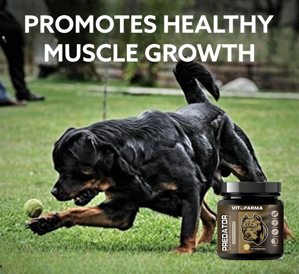 Chewable Tablets for Dogs H979
